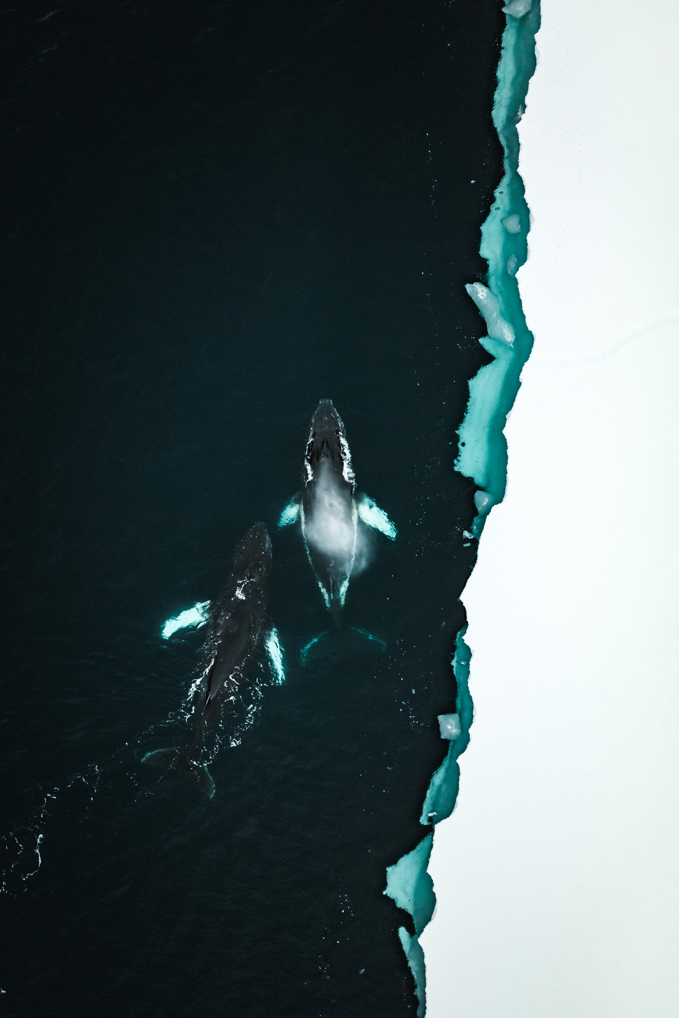 Two whales swimming alongside the Antarctic ice shelf — aerial view